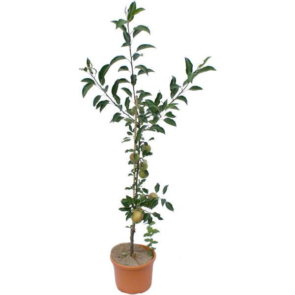 Falstaff Apple Tree Gift - Fruit Tree Gift - Tree2mydoor