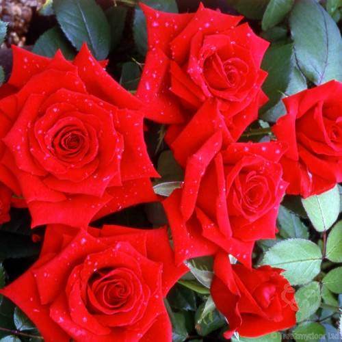 Fathers Day Rose Gift Set - Rose Gift Pack - Tree2mydoor