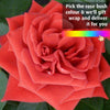 Choose a Favourite Colour Rose Bush