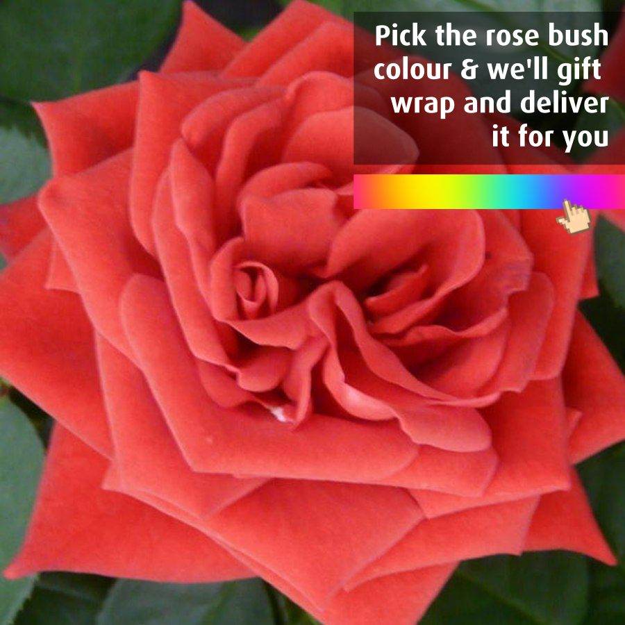 Favourite Colour Happy Birthday Rose Bush Gift Red - Rose Bush Gift - Tree2mydoor