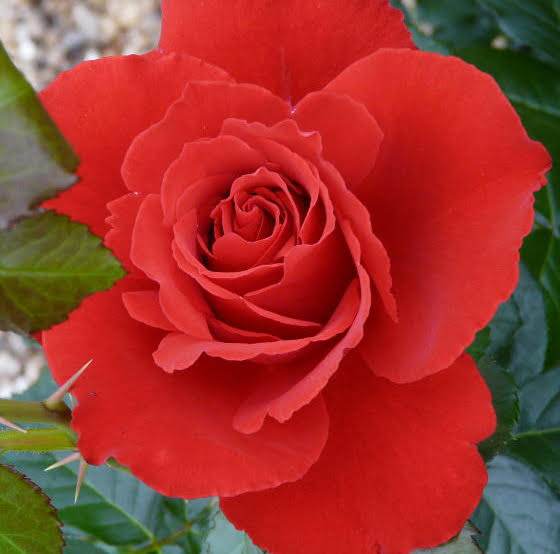 Favourite Colour Happy Birthday Rose Bush Gift Red - Rose Bush Gift - Tree2mydoor