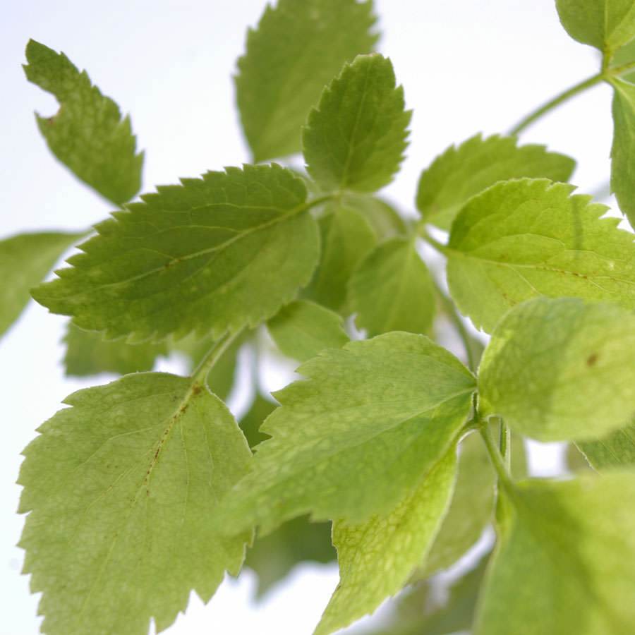 Elder Tree Gift - Native Tree Gift - Tree2mydoor