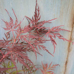 Firecracker Japanese Maple Tree Gift - Acer Tree Gift - Tree2mydoor