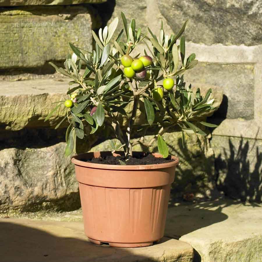 Olive Bush Gift - Olive Tree Gift - Tree2mydoor