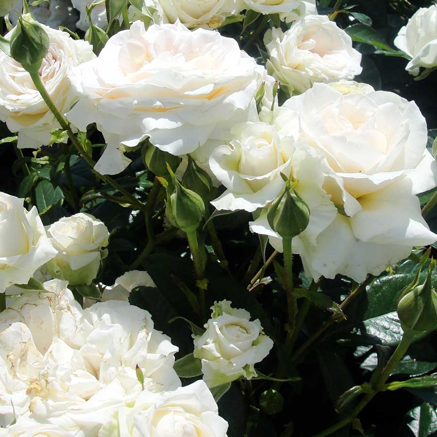 25th Anniversary Roses Online