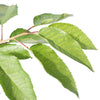 Buy a Sunburst Cherry Tree Online