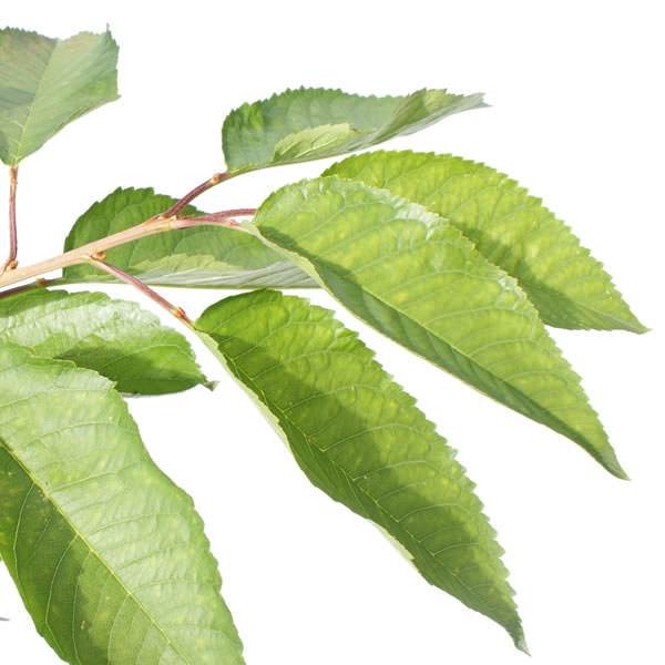 Sunburst Cherry Tree Gift - Fruit Tree Gift - Tree2mydoor