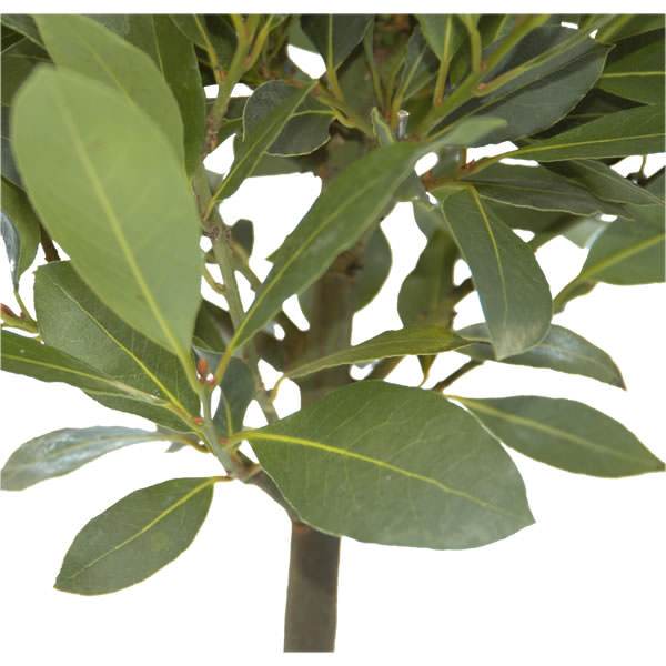 Bay Tree Gift - Medium - Bay Tree Gift - Tree2mydoor