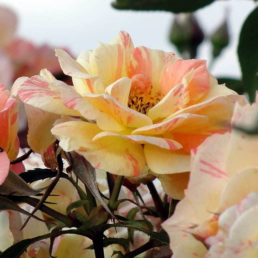 Hole In One Rose Gift - Rose Bush Gift - Tree2mydoor