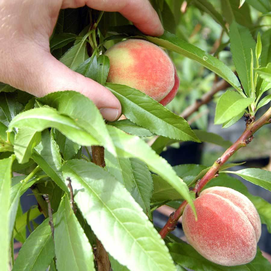 Dwarf Crimson Bonfire Peach Tree Gift - Fruit Tree Gift - Tree2mydoor