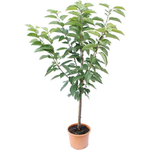 Stella Cherry Tree Gift - Fruit Tree Gift - Tree2mydoor