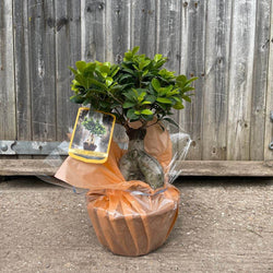 Ficus Ginseng Bonsai Tree Gift - Indoor Plant Gift - Tree2mydoor