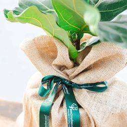 Large Fiddle Leaf Fig Tree - Indoor Plant Gift - Tree2mydoor
