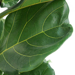 Large Fiddle Leaf Fig Tree - Indoor Plant Gift - Tree2mydoor