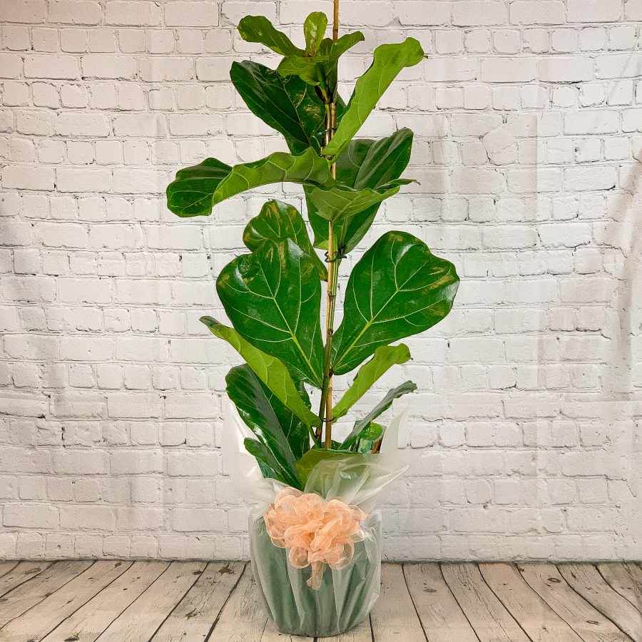 Large Fiddle Leaf Fig Tree - Indoor Plant Gift - Tree2mydoor