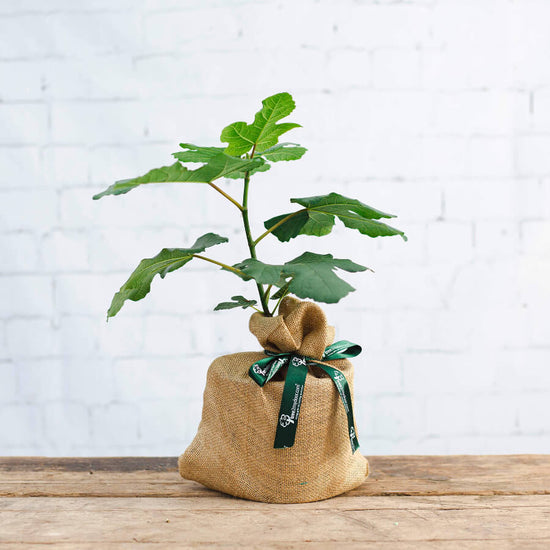 small fig tree with hessian wrap