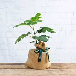 Small Fig Tree Gift - Fruit Tree Gift - Tree2mydoor
