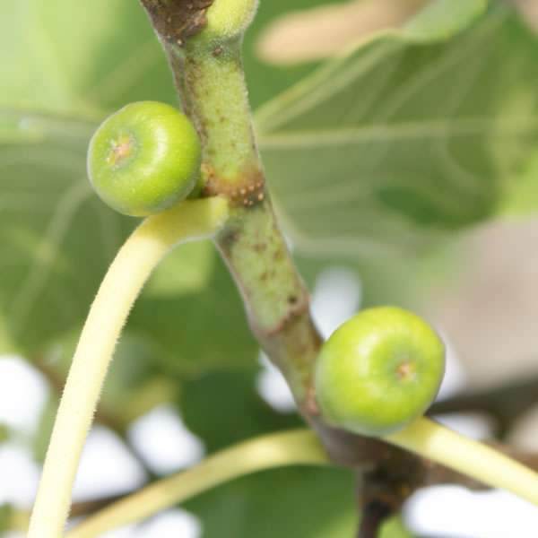 Small Fig Tree Gift - Fruit Tree Gift - Tree2mydoor