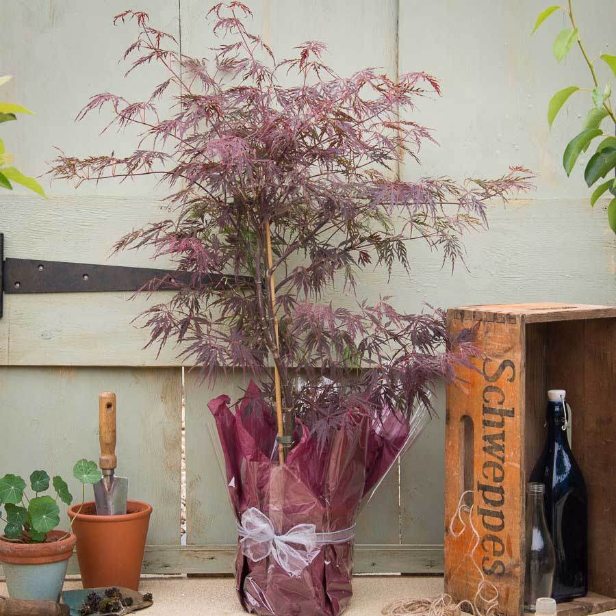 Firecracker Japanese Maple Tree Gift - Acer Tree Gift - Tree2mydoor