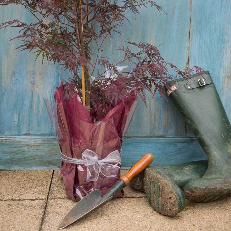 Firecracker Japanese Maple Tree Gift - Acer Tree Gift - Tree2mydoor