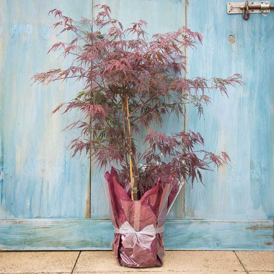 Firecracker Japanese Maple Tree Gift - Acer Tree Gift - Tree2mydoor
