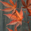 Acer Fireglow Japanese Maple