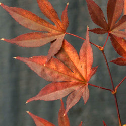 Fireglow Japanese Maple Tree Gift - Acer Tree Gift - Tree2mydoor