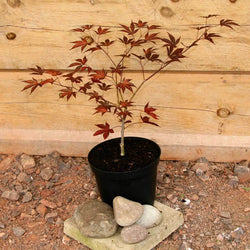 Fireglow Japanese Maple Tree Gift - Acer Tree Gift - Tree2mydoor