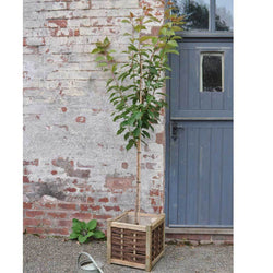 Japanese Flowering Cherry Tree Gift - Flowering Tree Gift - Tree2mydoor