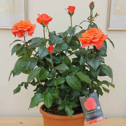 For You With Love Rose Bush Gift - Rose Bush Gift - Tree2mydoor