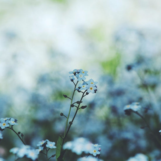 Forget-me-not Wildflowers