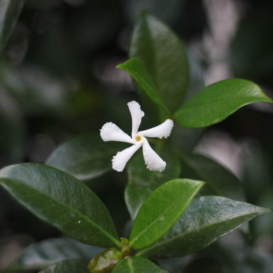 Star Jasmine Gift - Flowering Tree Gift - Tree2mydoor