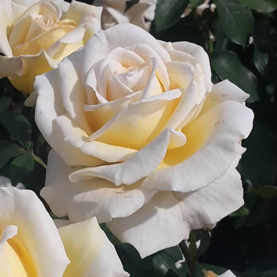 Friendship Rose Bush Gift - Rose Bush Gift - Tree2mydoor