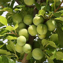 12L Gage (Prunus) Old Green Gage 1.5m - Gardeners Club - Tree2mydoor