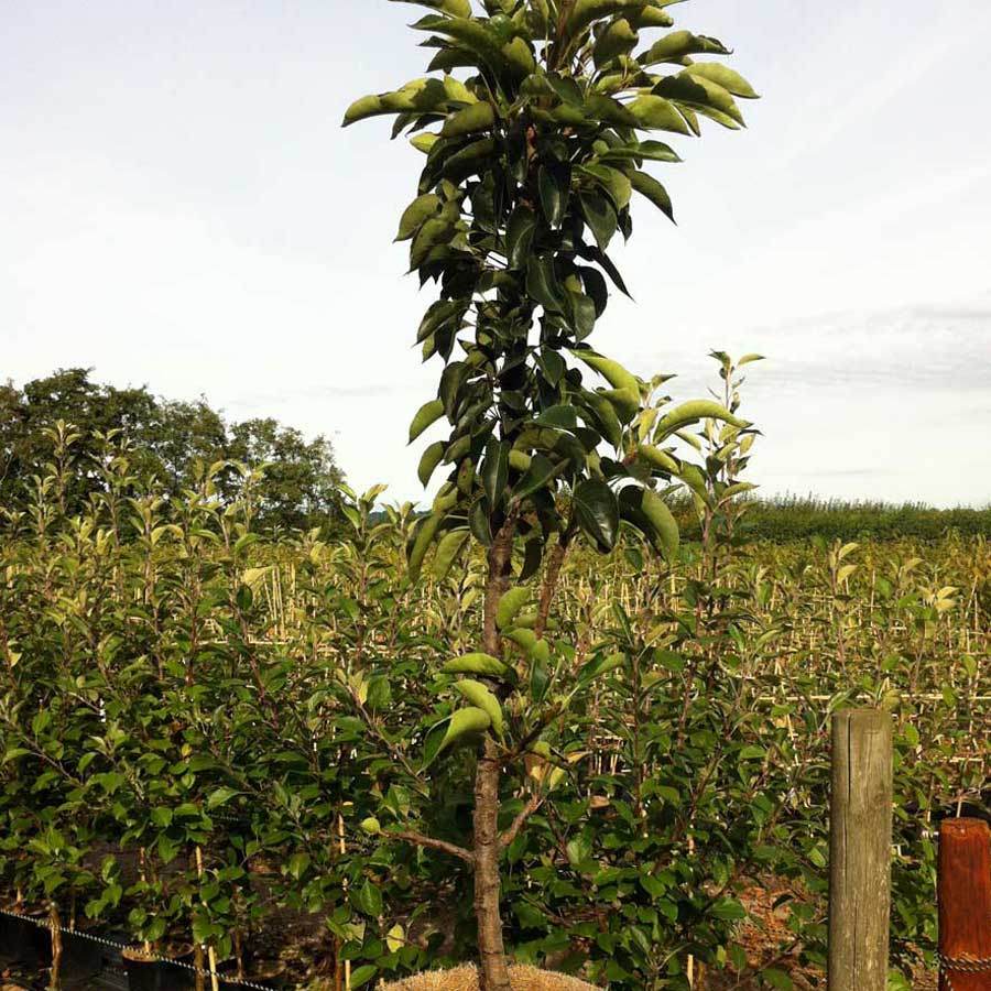 Dwarf Garden Gem Pear Tree Gift - Fruit Tree Gift - Tree2mydoor