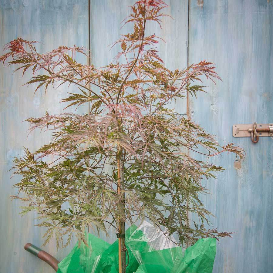 Garnet Japanese Maple Tree Gift - Acer Tree Gift - Tree2mydoor