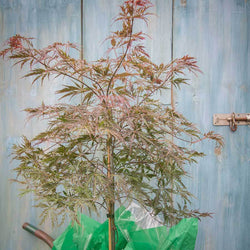 Garnet Japanese Maple Tree Gift - Acer Tree Gift - Tree2mydoor