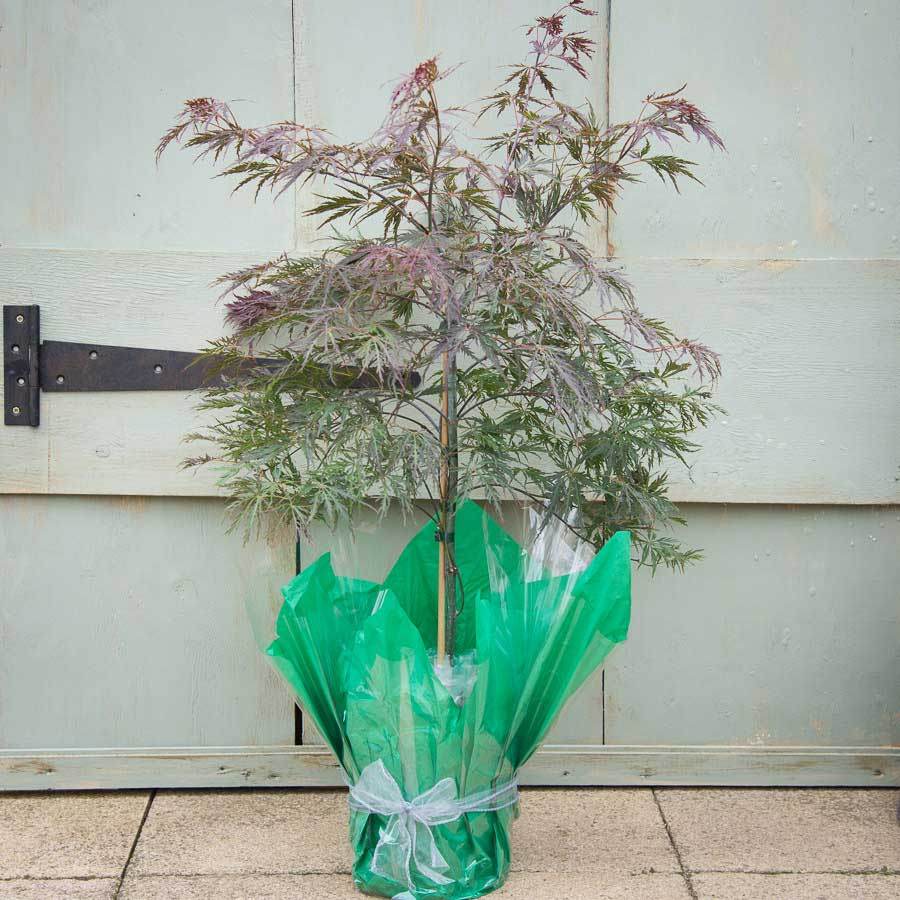 Garnet Japanese Maple Tree Gift - Acer Tree Gift - Tree2mydoor