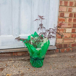 Crimson Queen Japanese Maple Tree Gift - Acer Tree Gift - Tree2mydoor