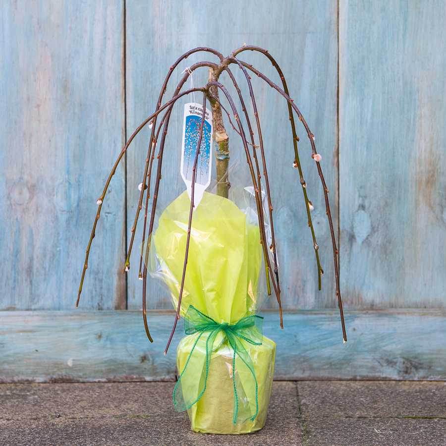 Small Weeping Willow Tree Gift - Native Tree Gift - Tree2mydoor