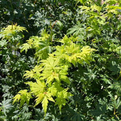 Going Green Japanese Maple Tree - Acer Tree Gift - Tree2mydoor