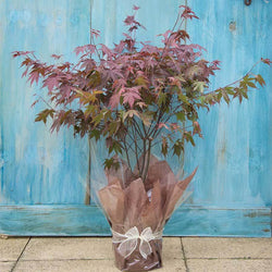 Going Red Japanese Maple Tree Gift - Acer Tree Gift - Tree2mydoor