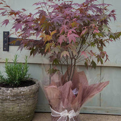 Going Red Japanese Maple Tree Gift - Acer Tree Gift - Tree2mydoor