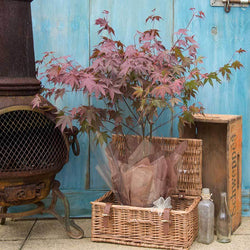 Going Red Japanese Maple Tree Gift - Acer Tree Gift - Tree2mydoor