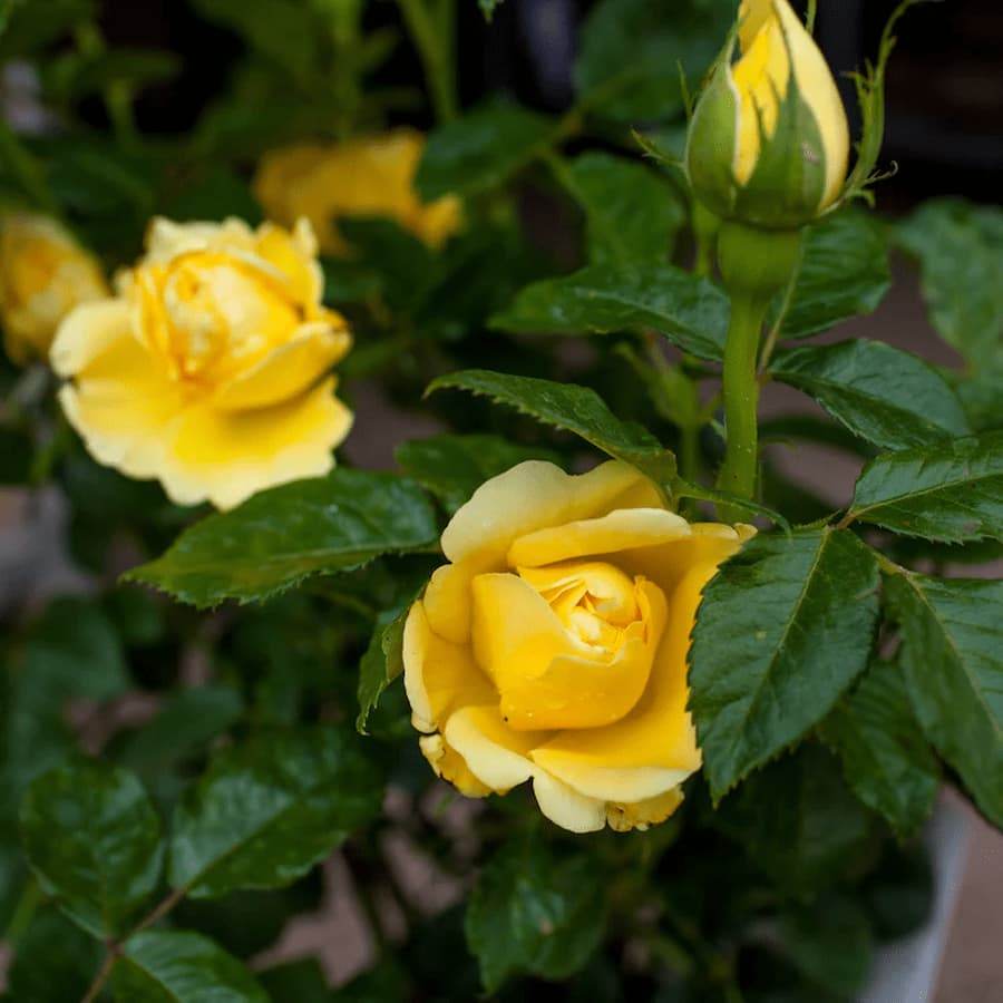 Golden Wedding Celebration Patio Rose Gift - Rose Bush Gift - Tree2mydoor