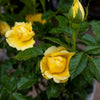 Golden Patio Rose Bush Gift