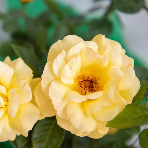 Golden 50th Anniversary Rose Gift - Rose Bush Gift - Tree2mydoor