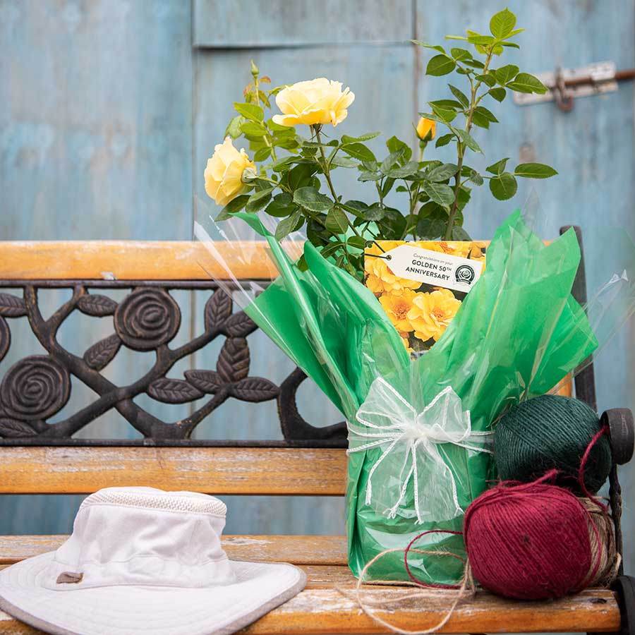 Golden 50th Anniversary Rose Gift - Rose Bush Gift - Tree2mydoor