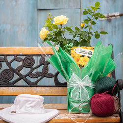 Golden 50th Anniversary Rose Gift - Rose Bush Gift - Tree2mydoor