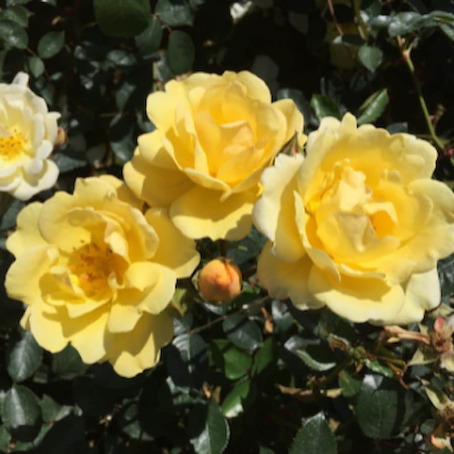 Golden Wedding Celebration Patio Rose Gift - Rose Bush Gift - Tree2mydoor